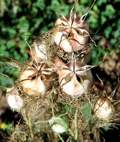 Black cumin seed pods